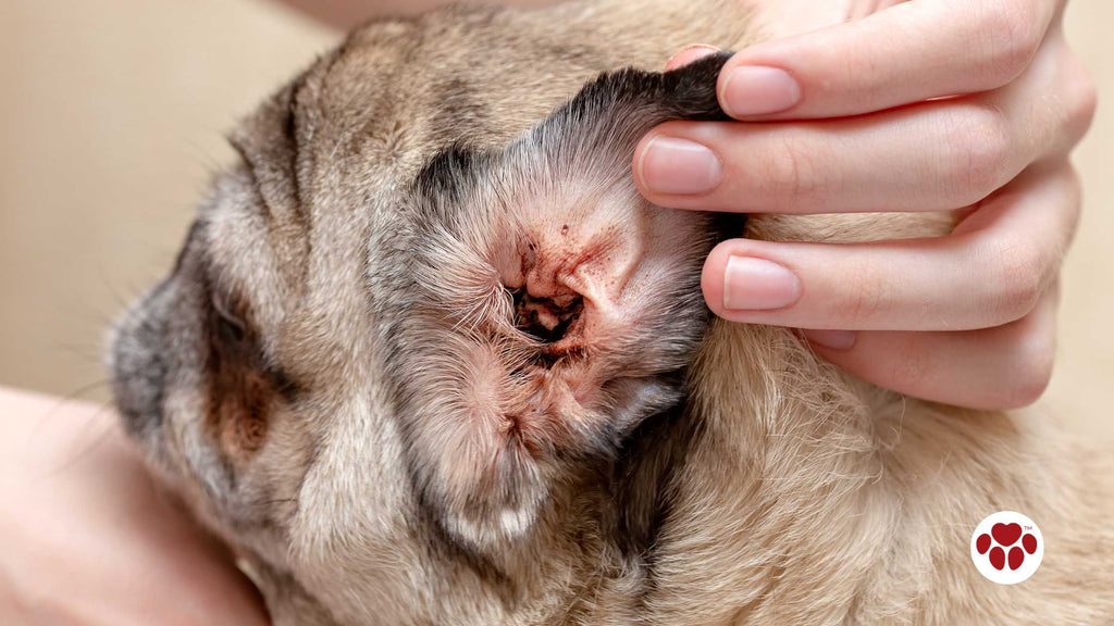 a dog's ear affected by ear mites