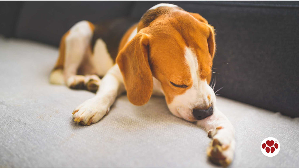 Beagle dog biting his itching skin on legs