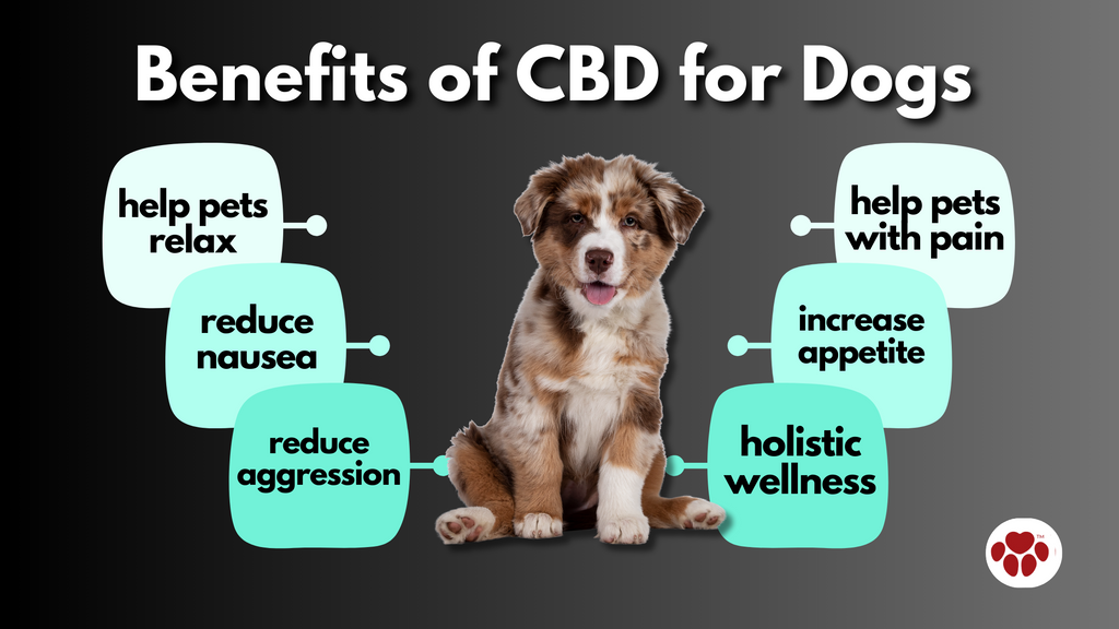 Benefits of CBD for Dogs