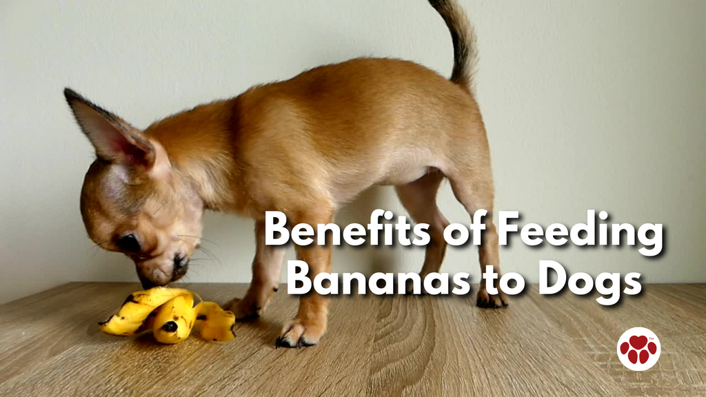 Benefits of Feeding Bananas to Dogs
