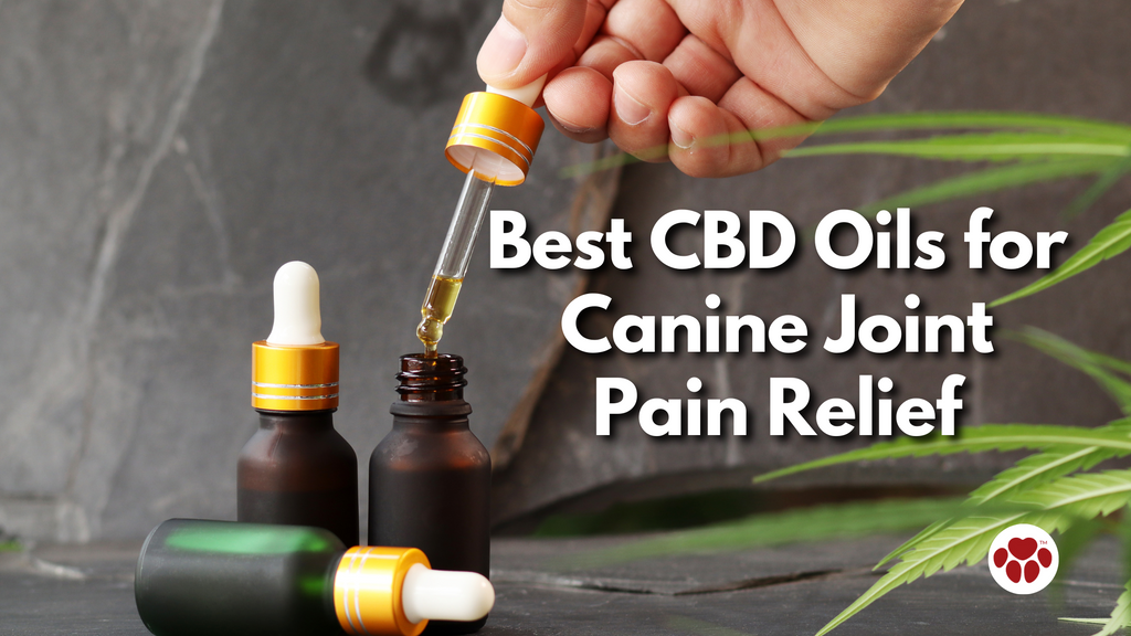 Best CBD Oils for Canine Joint Pain Relief