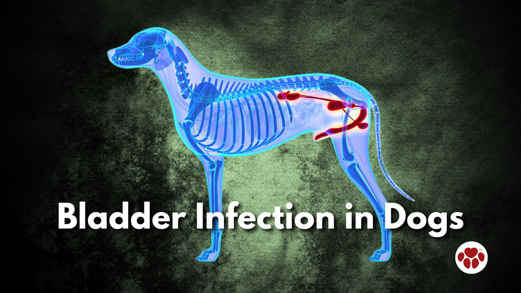 Bladder Infection in Dogs