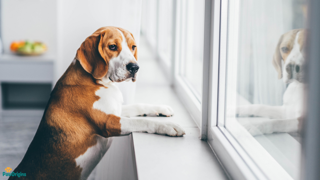 a dog at the window