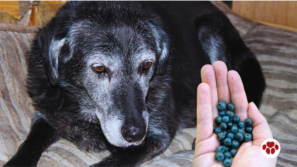Blueberries as a Natural Remedy for Certain Dog Ailments