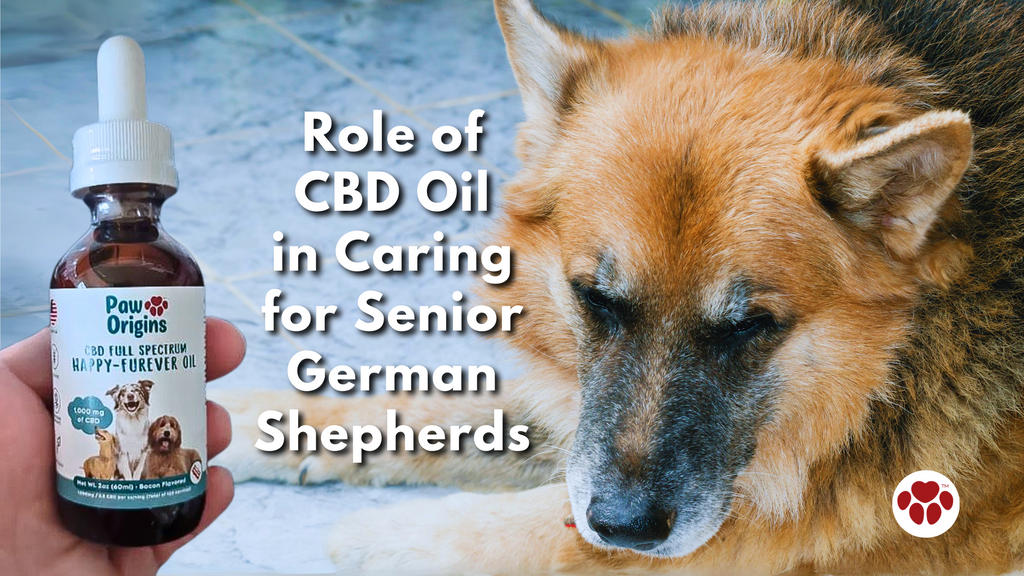 Role of  CBD Oil  in Caring  for Senior  German  Shepherds