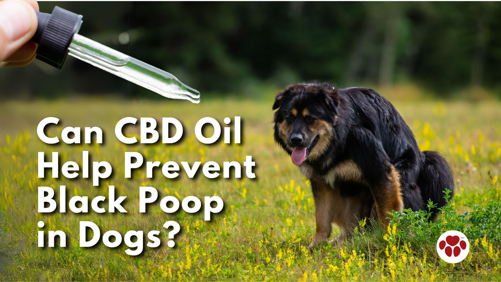 CBD Oil Help Prevent Black Poop in Dogs
