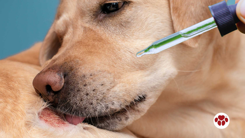 CBD Oil in treating dog hot spots