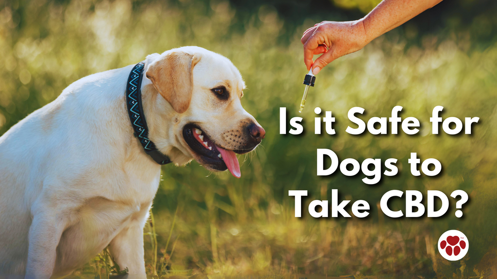 CBD is safe for dogs