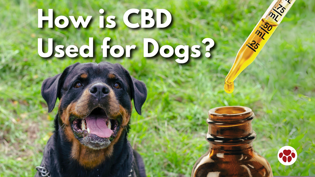 How Is CBD Used for Dogs?