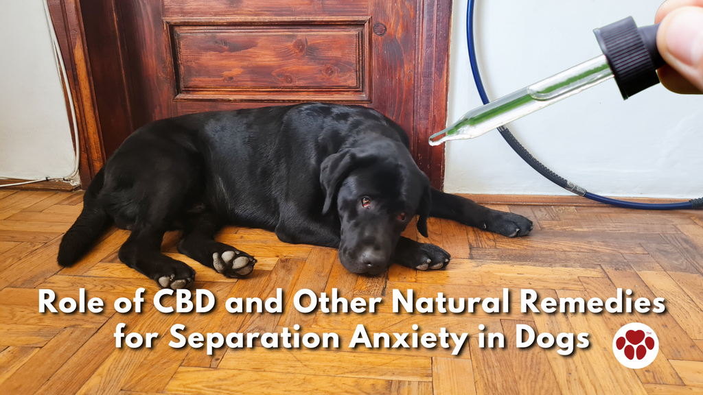 CBD Oil for Dog with Anxiety