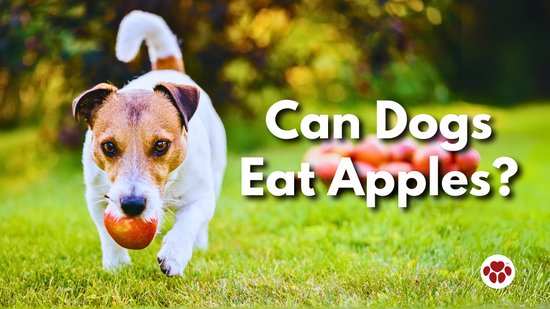 Can Dogs Eat Apples?