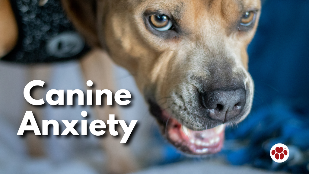 Canine Anxiety