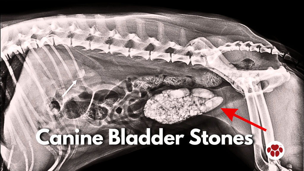 Canine Bladder Stones