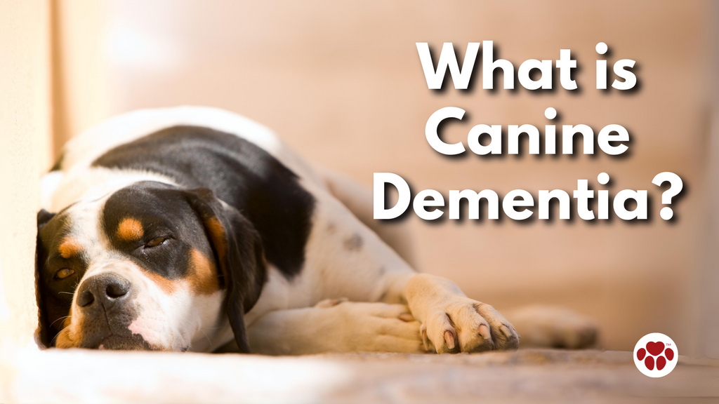 Canine Dementia