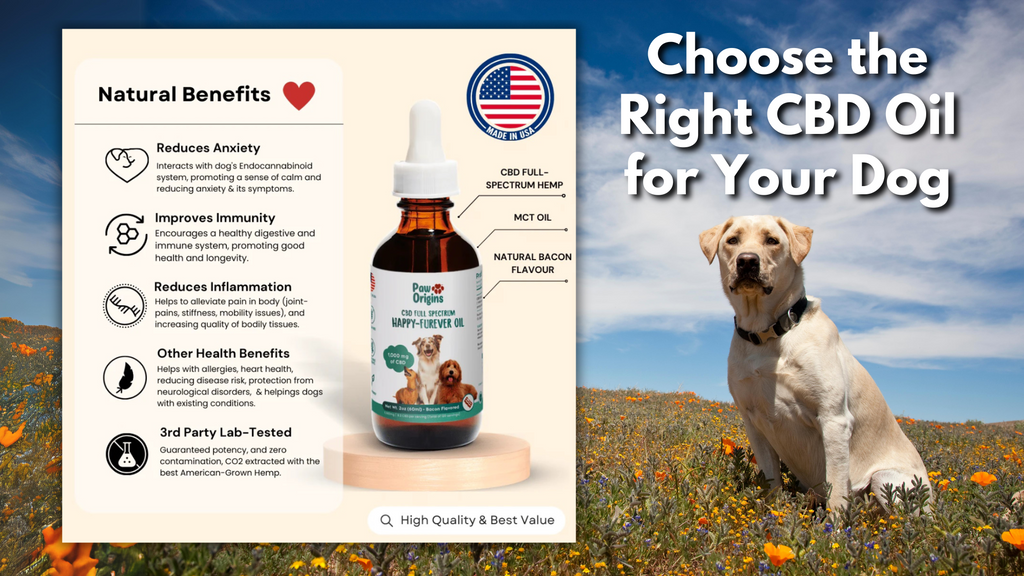 Choose the Right CBD Product for Your Dog