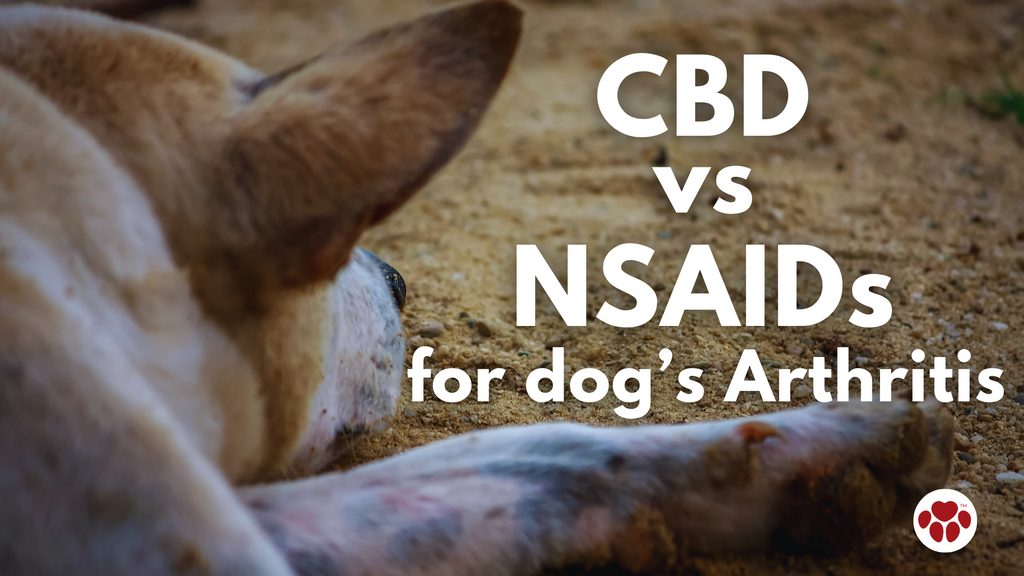 CBD vs NSAIDS for dog arthritis