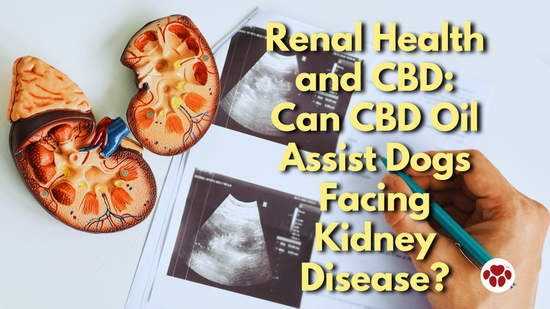 Renal Health and CBD: Can CBD Oil Assist Dogs Facing Kidney Disease?