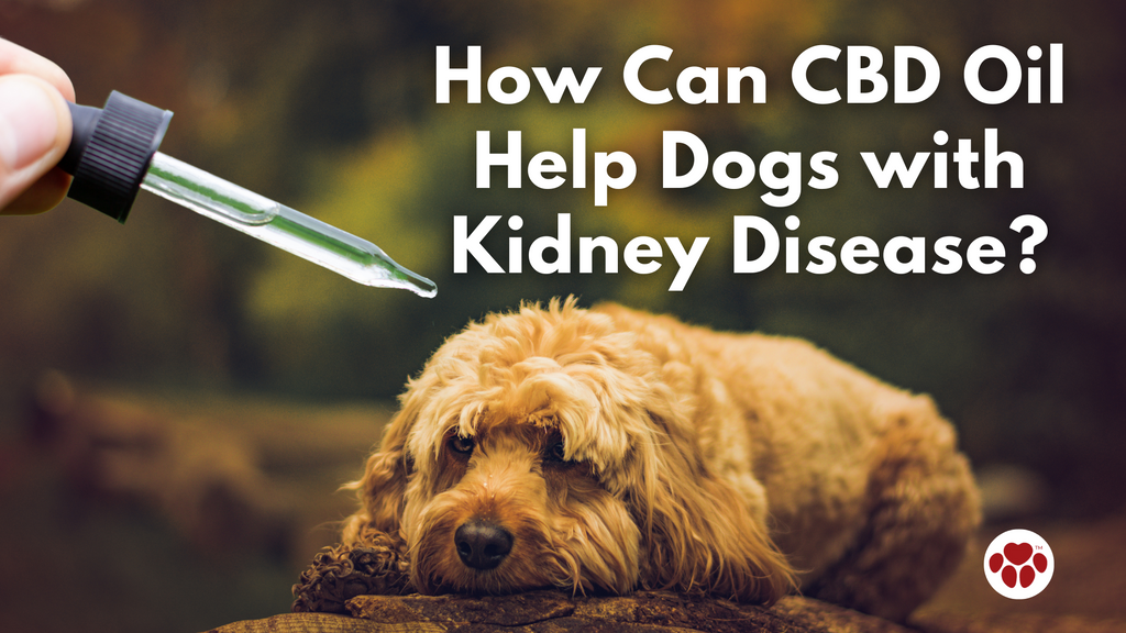 How Can CBD Oil Help Dogs with Kidney Disease?