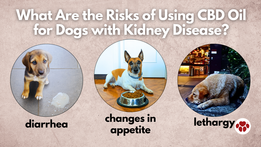 What Are the Risks of Using CBD Oil  for Dogs with Kidney Disease?