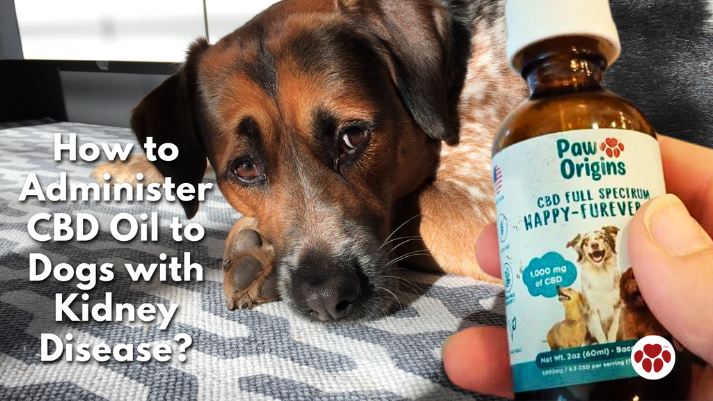 How to Administer CBD Oil to Dogs with Kidney Disease?