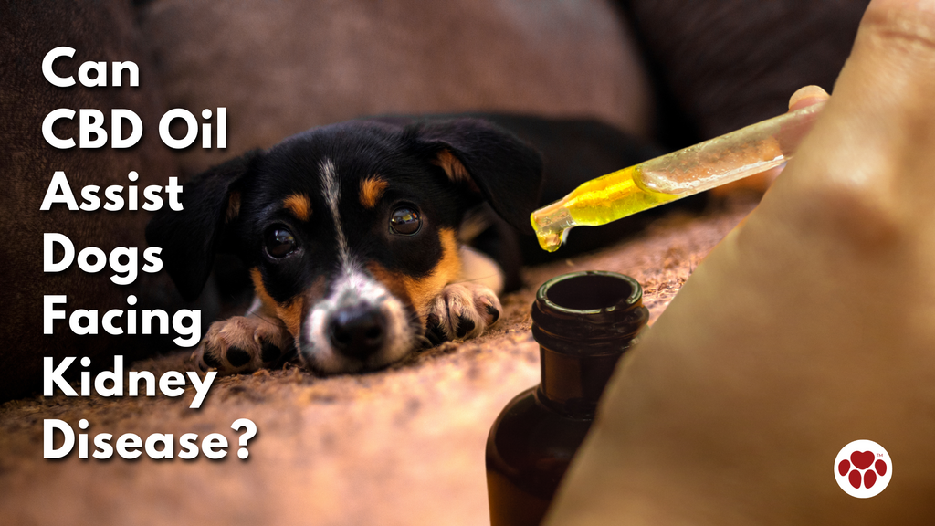 Can  CBD Oil Assist  Dogs  Facing Kidney Disease?