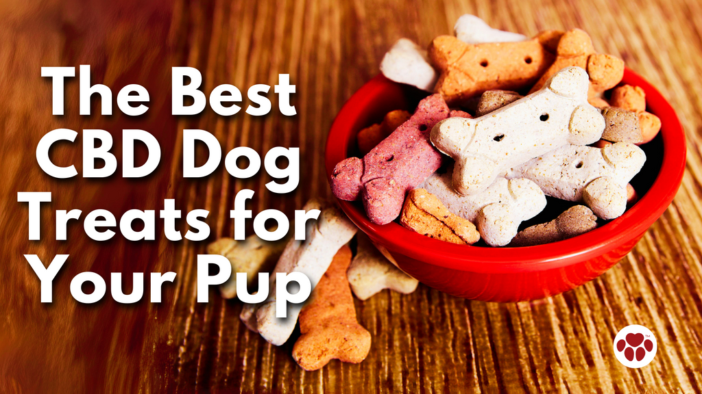 The Best CBD Dog Treats for Your Pup - For Anxiety, Pain, Inflammation, Overall Well-being, and Allergies