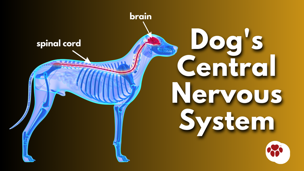 dog's central nervous system (CNS)