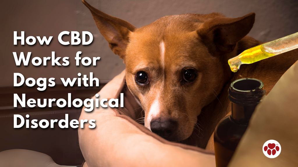 How CBD Works for Dogs with Neurological Disorders