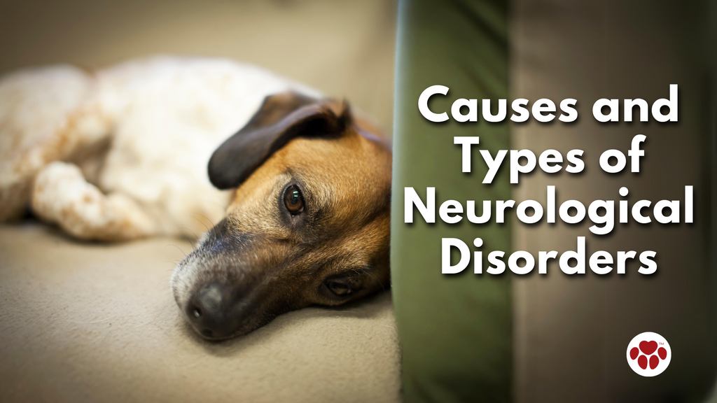Causes and Types of Neurological Disorders