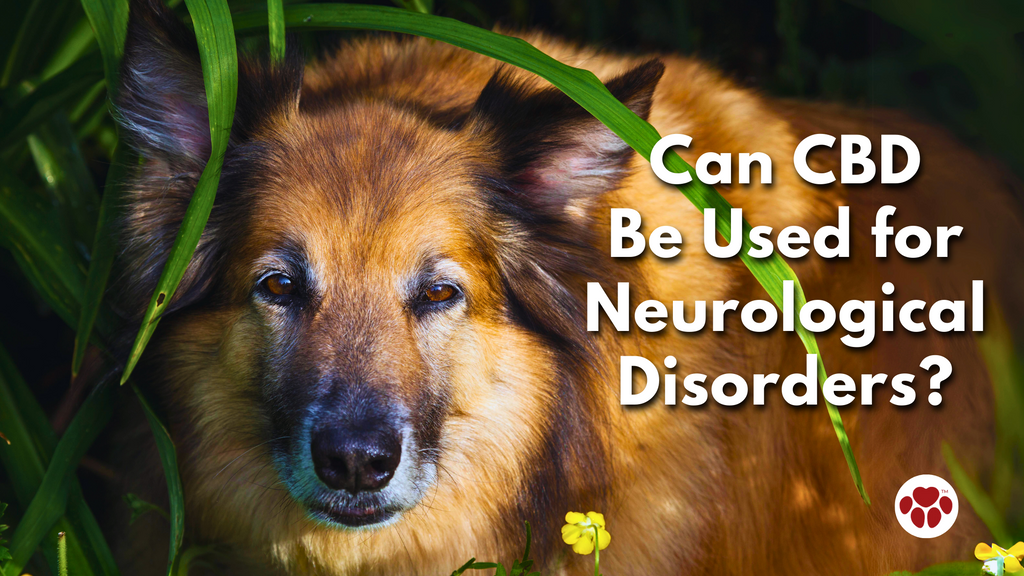 Can CBD be Used for Neurological Disorders?