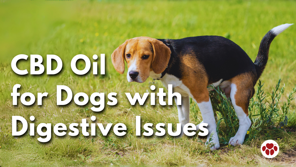 CBD Oil for Dogs with Digestive Issues
