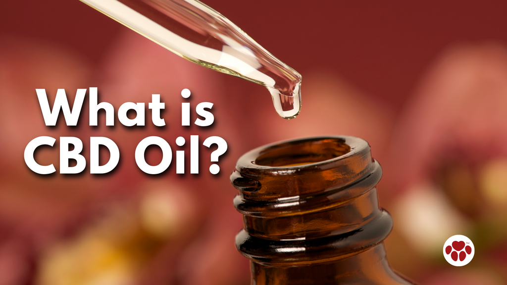 What is CBD Oil?