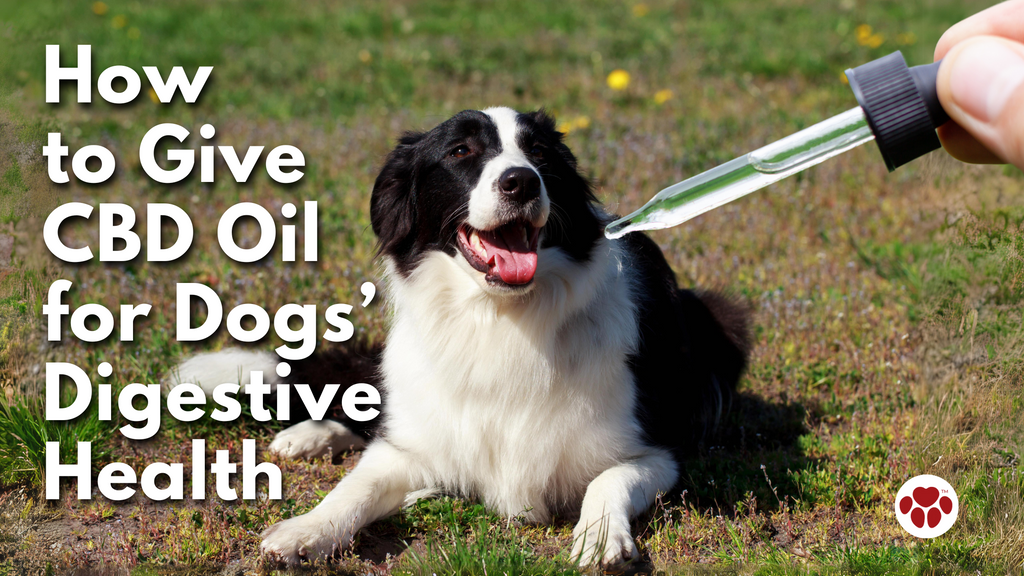 How  to Give  CBD Oil for Dogs’ Digestive Health
