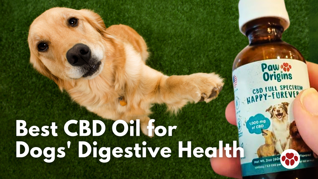 Best CBD Oils for Dogs' Digestive Health