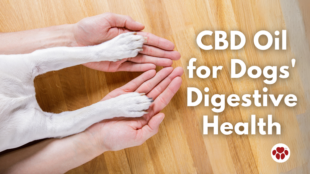 CBD Oil for Dogs' Digestive Health