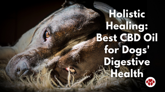 Holistic Healing: Best CBD Oil for Dogs' Digestive Health