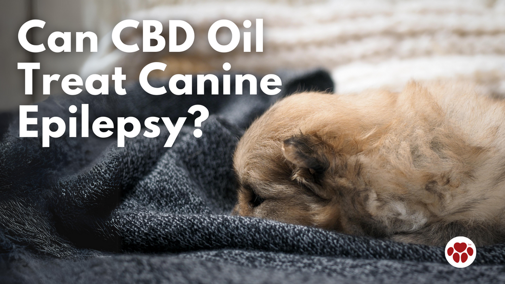 Can CBD Oil Treat Canine Epilepsy?