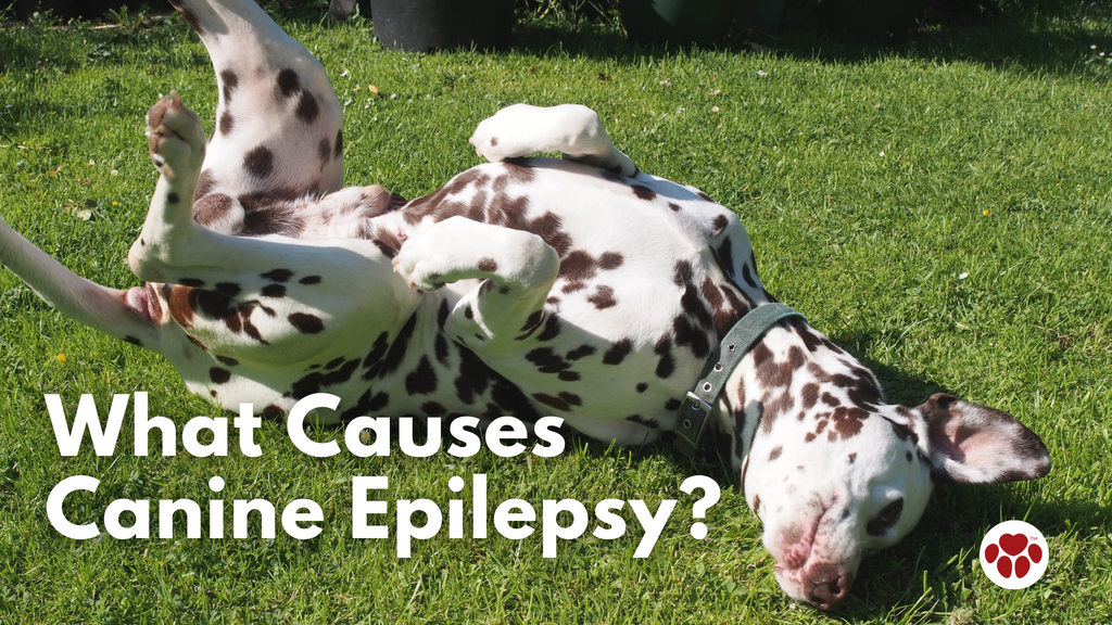 What Causes Canine Epilepsy?