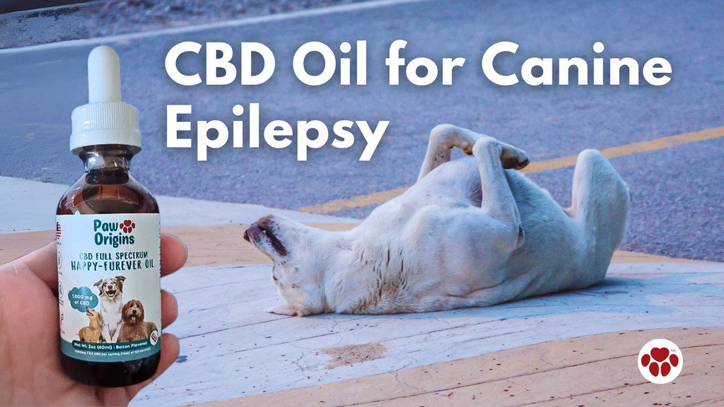 CBD Oil for Canine Epilepsy