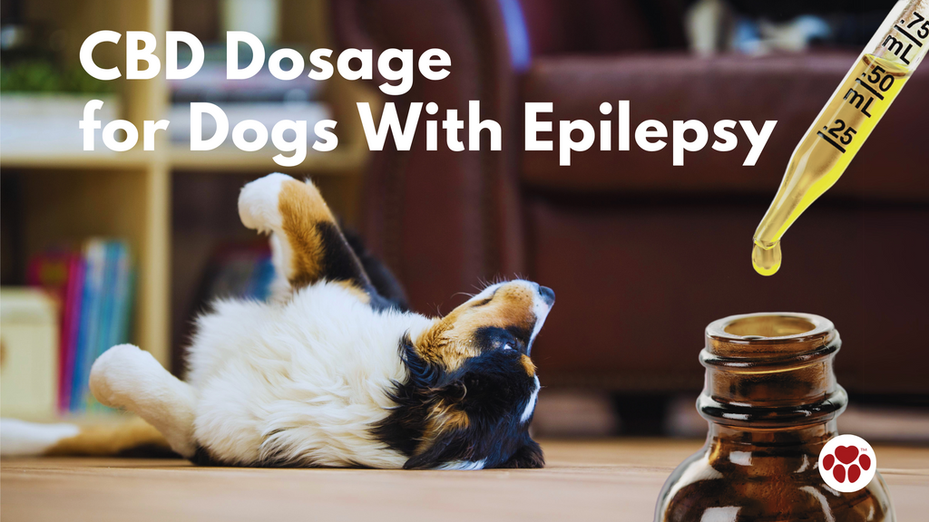 CBD Dosage  for Dogs With Epilepsy