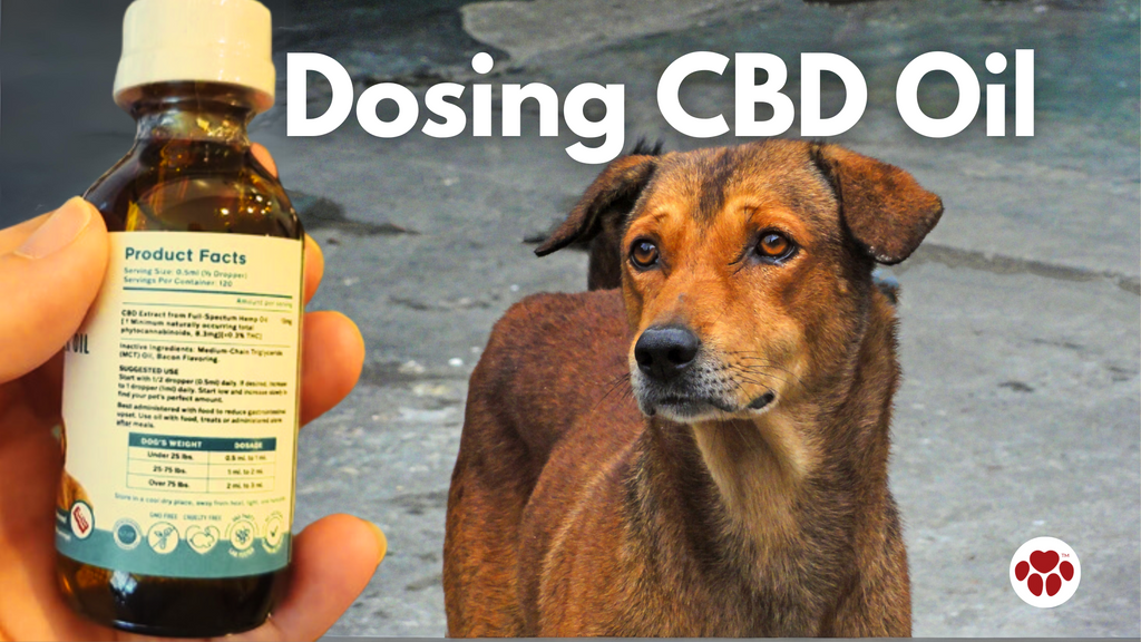 CBD Oil Dosage