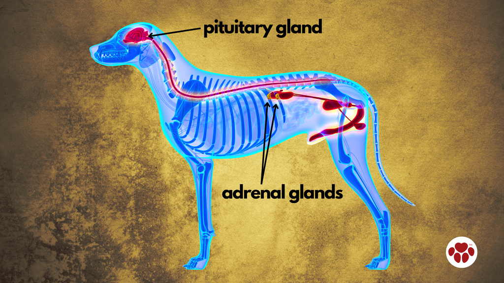 Dog glands