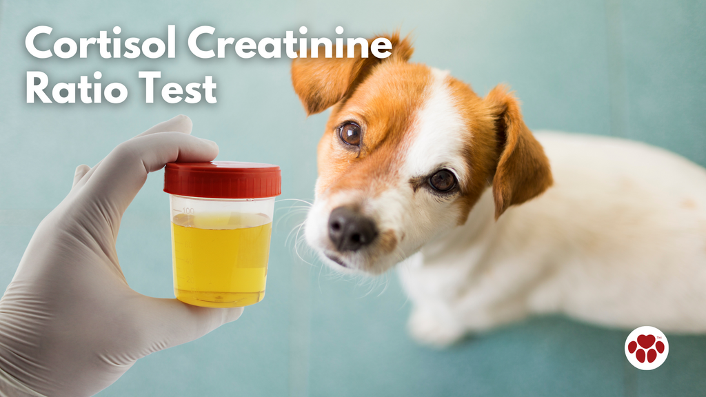 Cortisol Creatinine Ratio Test