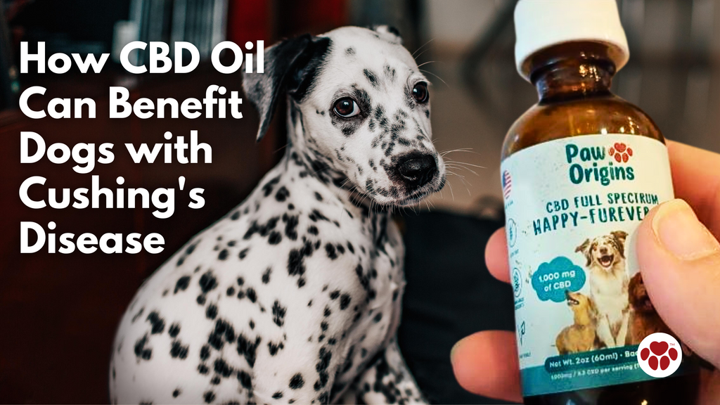 How CBD Oil Can Benefit Dogs with Cushing's Disease