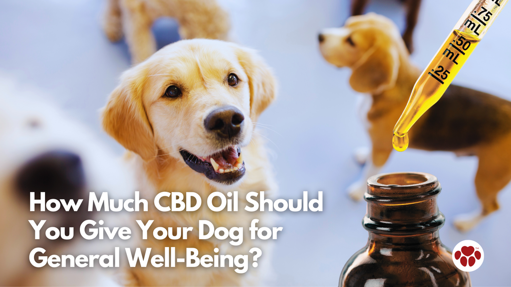 a dog being given cbd oil