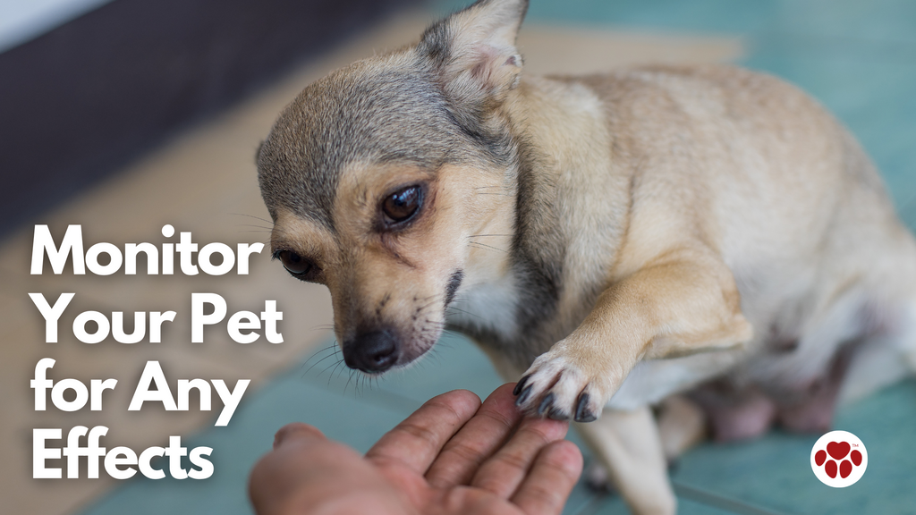 a dog holding the hand of the owner