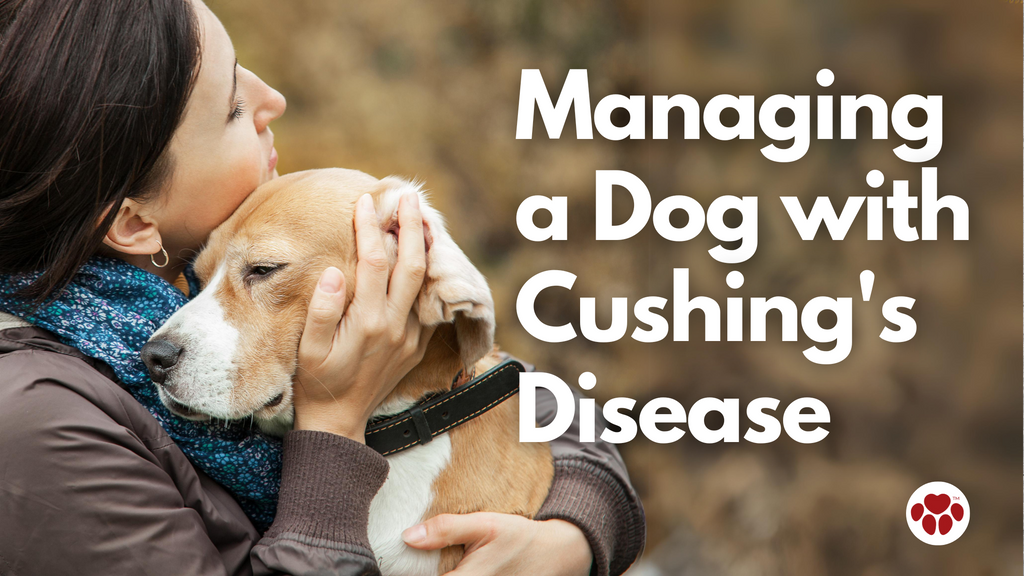 Managing a Dog with Cushing's Disease