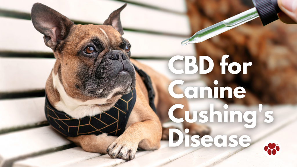 a dog being given CBD oil