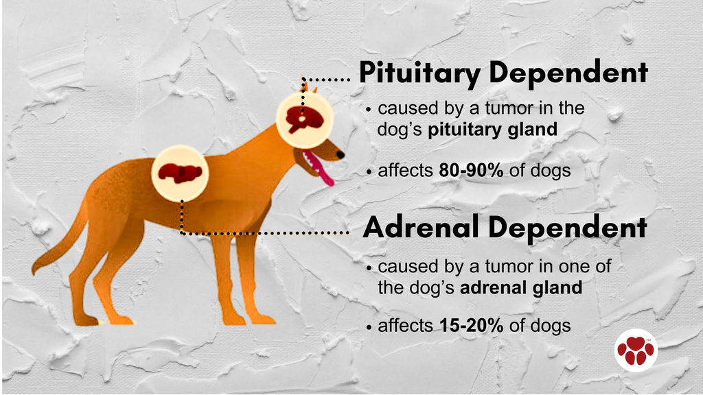 What causes Cushing's disease in dogs?