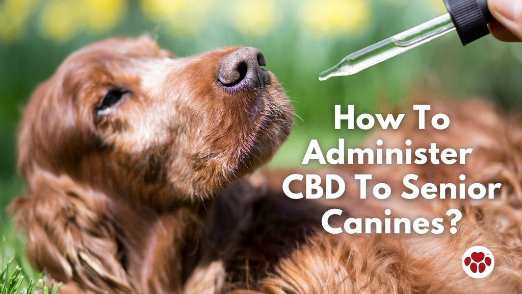 a senior dog being given CBD oil